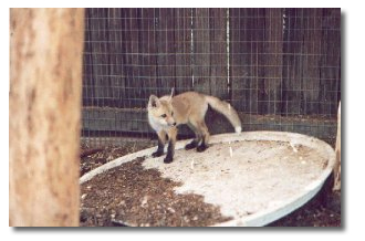 Fox Eviction