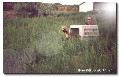 Urban Wildlife Rescue releasing a red fox.