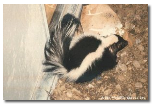 How do you know if there is a skunk under your deck?