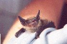 A Rehabbing Bat