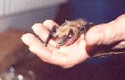 Bat Pictures