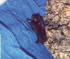 Bat