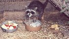 Raccoon Pictures