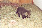 A kit in the hay