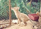 A coyote