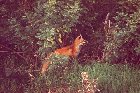 A pretty fox in a Meadow just after being released