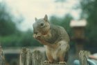 A squirrel eating a nut