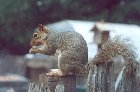 A released squirrel eating